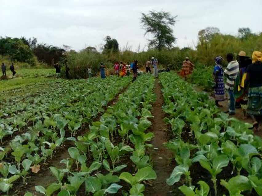 Boosting livelihoods and food availability through irrigation schemes in Mozambique: an example from Munguissa
